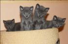 Kartäuser/Chartreux-Kitten aus der Cattery von Villa Ingenheim suchen neues