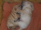 Shar Pei Welpen
