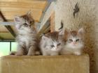 Drei sucker süsse BLH-Mixkitten suchen ein liebevolles Zuhause.