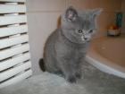 Kartäuserbaby sucht neues Zuhause
