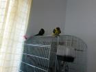 Vogelpaar sucht neues Zuhause