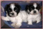 American Bulldog Welpen