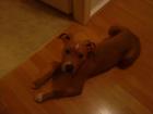 Dringend Süsse-RedNose-Pitbull-Terrier-Mix-Hündin-abzugeben