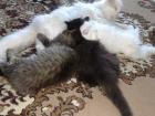 3 süße perser babykatzen zu verkaufen