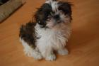 SHIH TZU hündin / Welpe