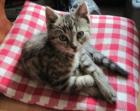 Augustkaterchen sucht ein Zuhause