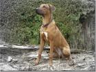 Rhodesian Rideback rotweizen Deckankündigung - jetzt Vormerken