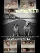 American Bulldog Welpen aus Dodge City Bulldogs
