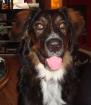 7 Monate junge Berner Sennen - Labrador Mischlings Dame abzugeben